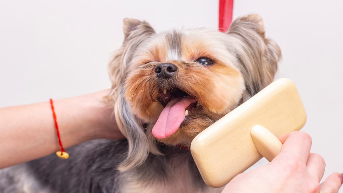 Cachorro da raça Shi Tzu feliz sendo escovado