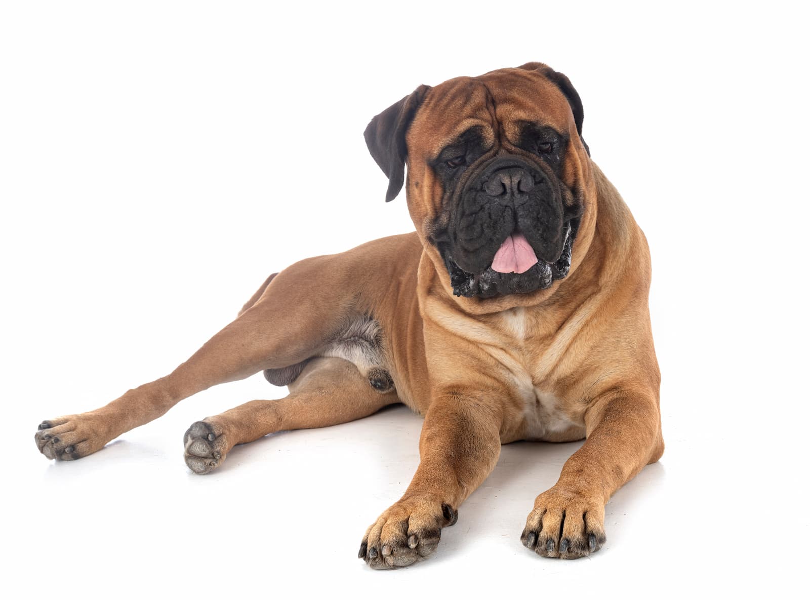 bullmastiff