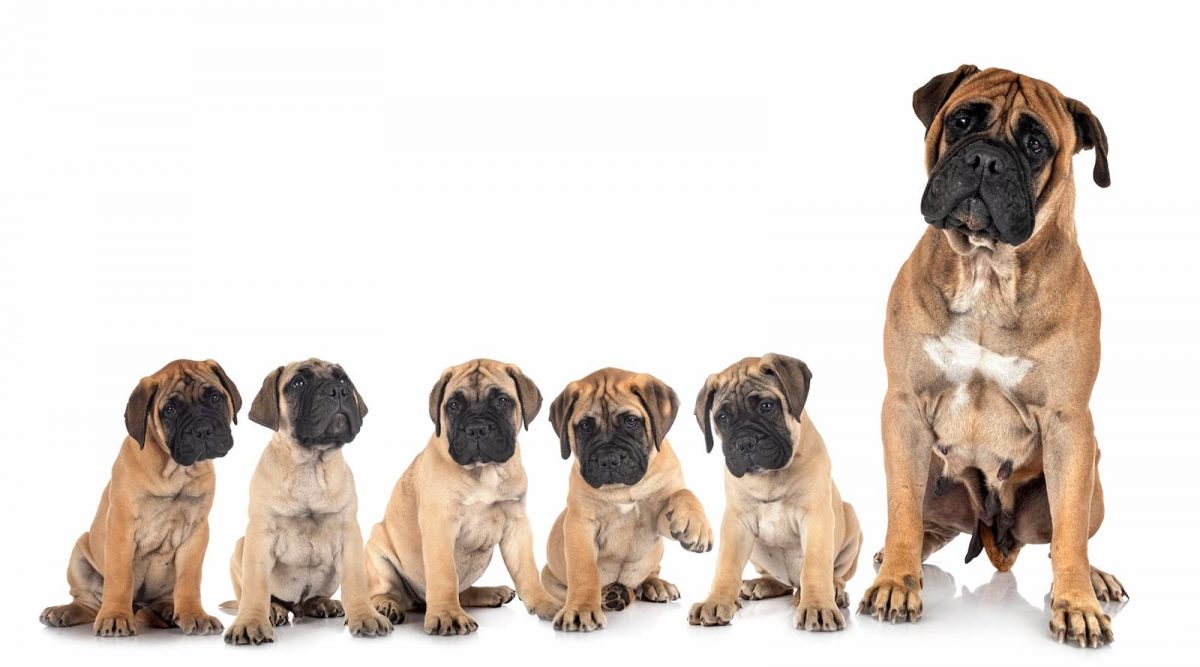 bullmastiff com filhotes