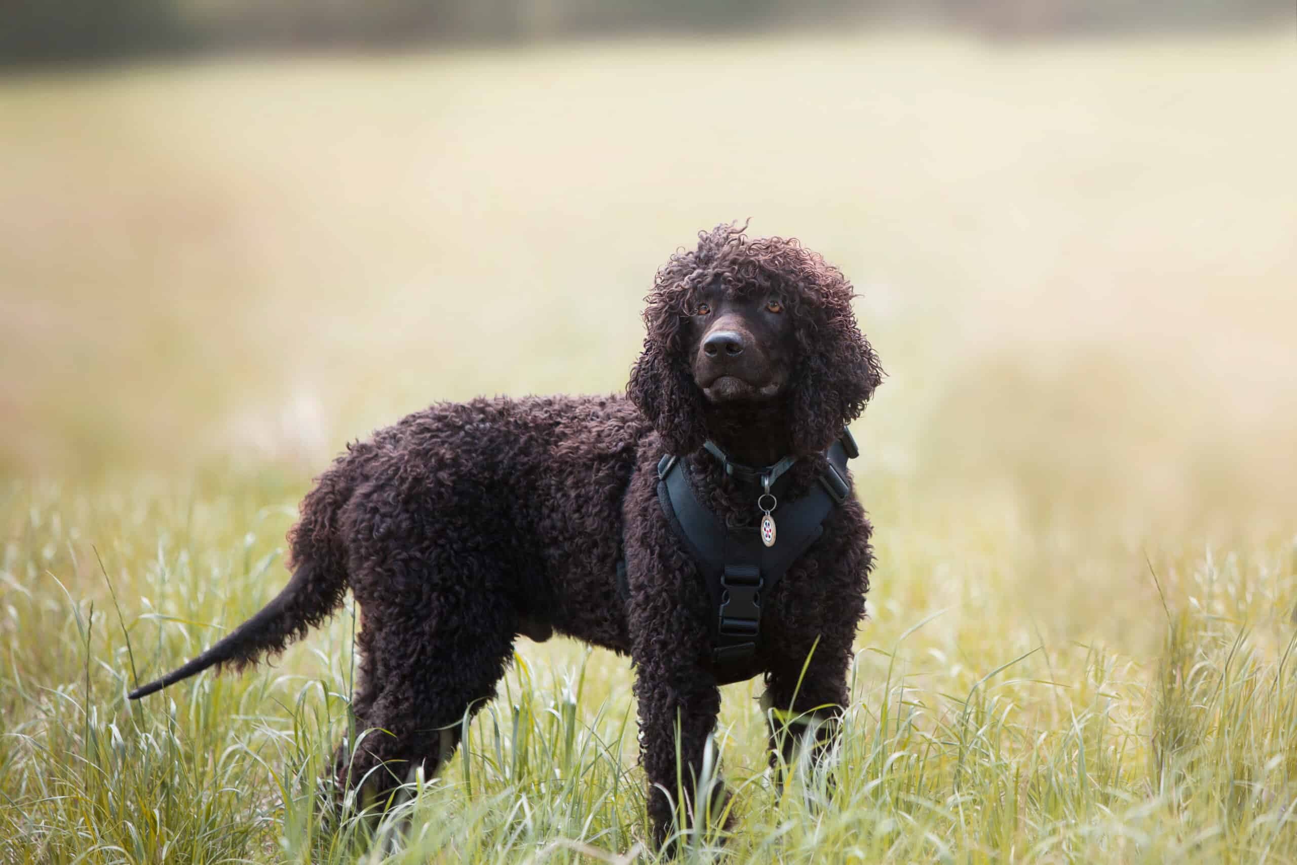 Cão D’água Americano