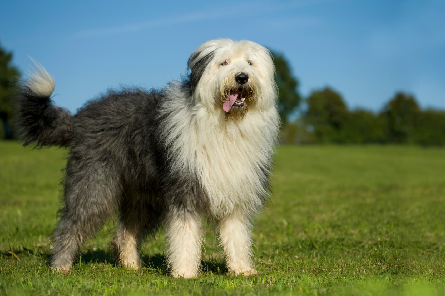 Old english sheepdog