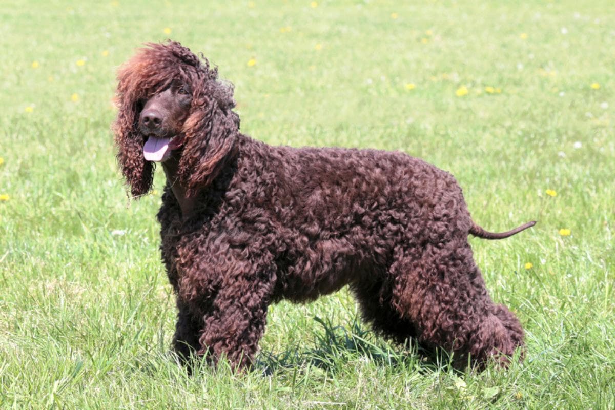 Cão d’água irlandês