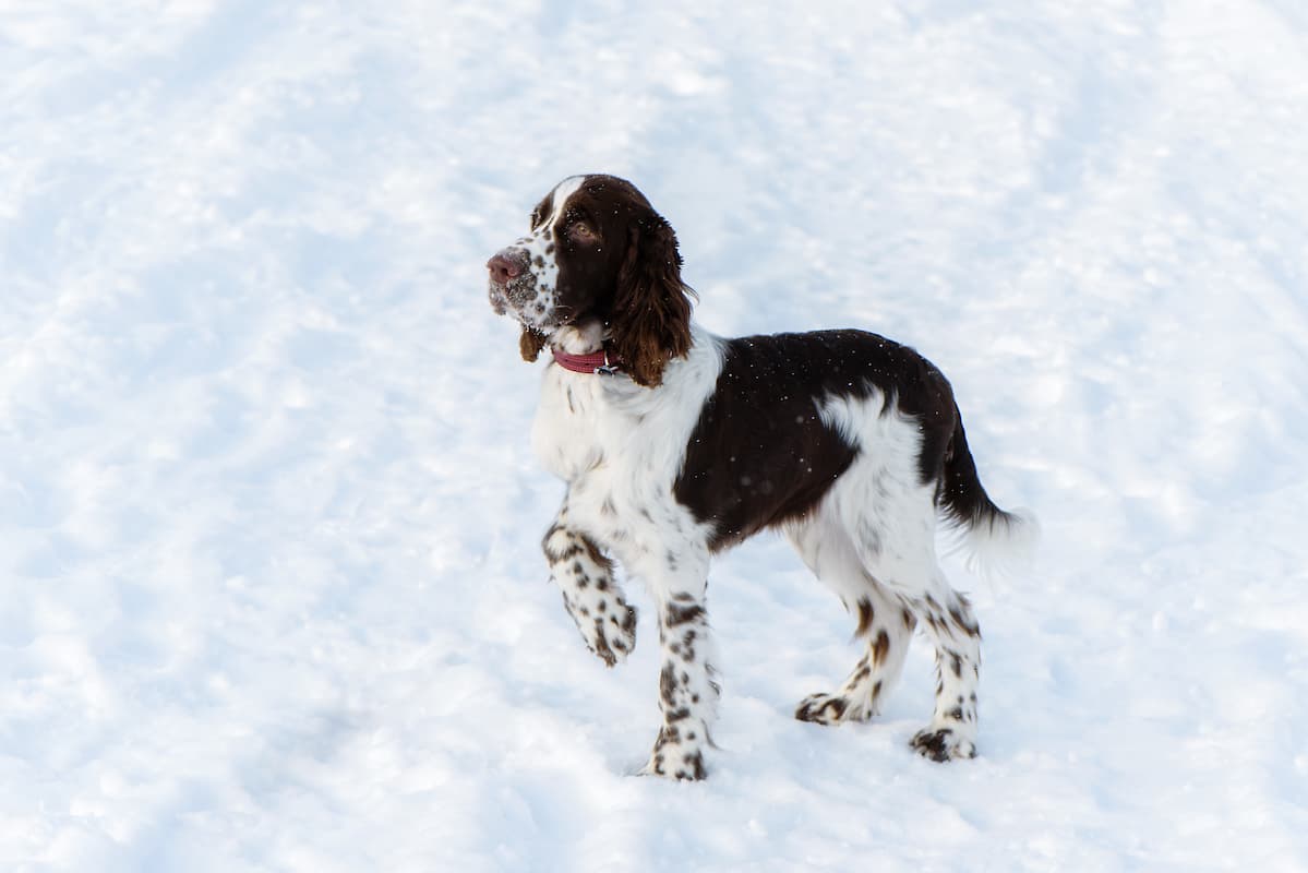 English Springer Spaniel