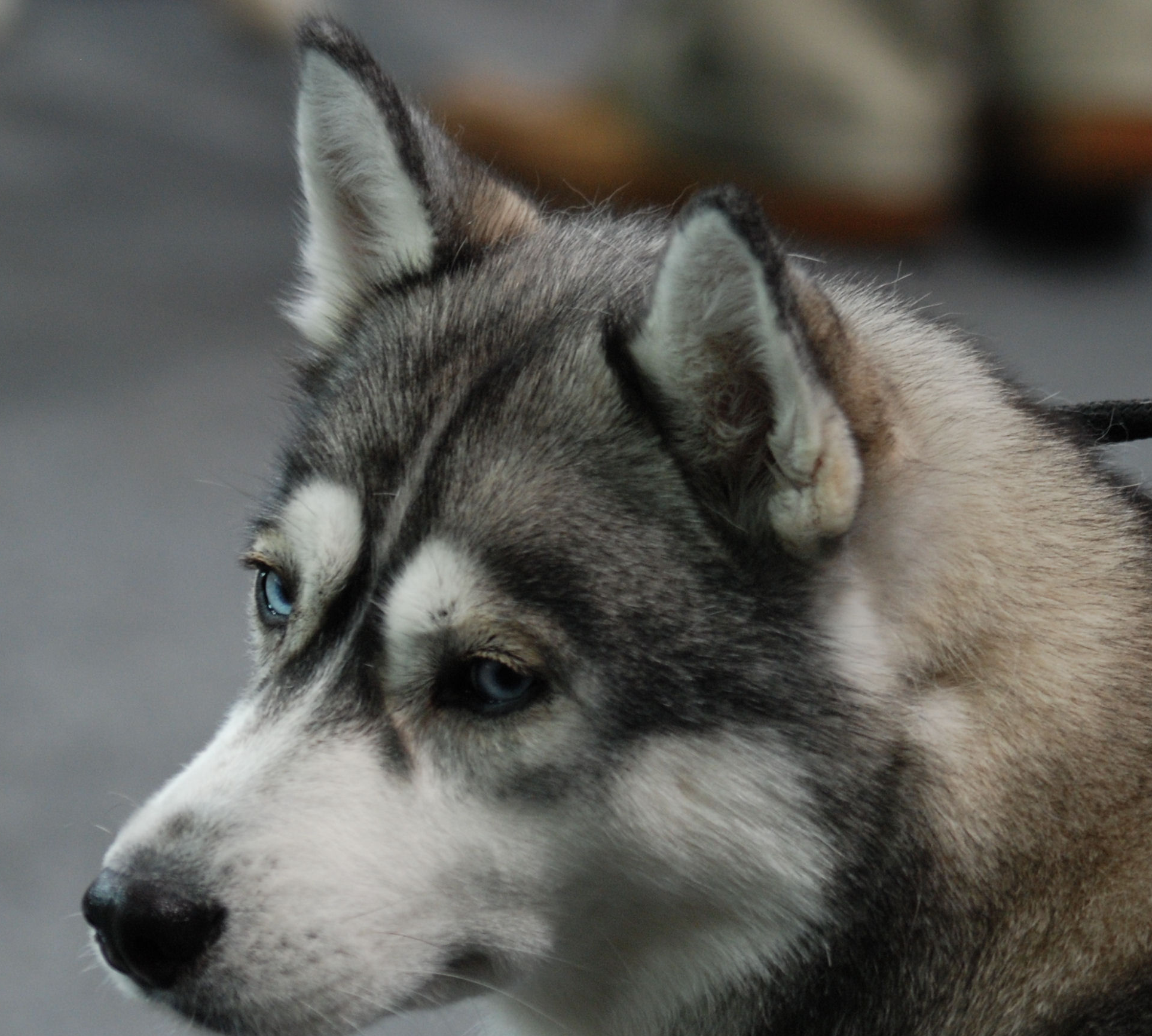 Husky siberiano