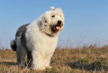 Old english sheepdog