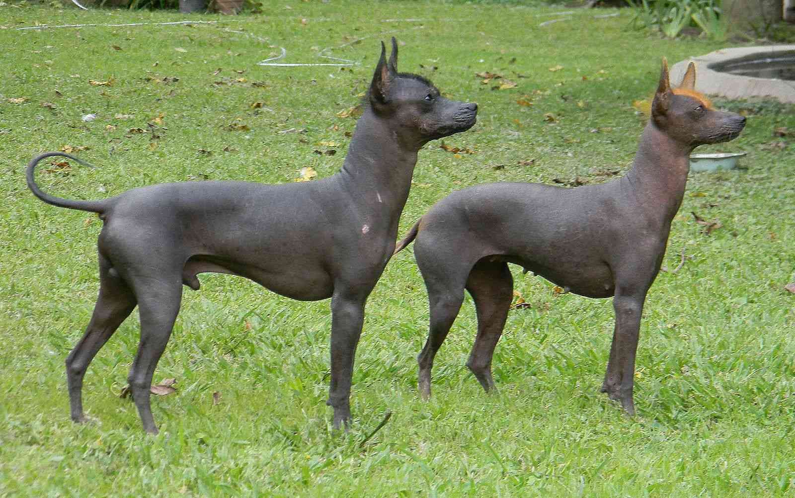 Cão sem pelo argentino