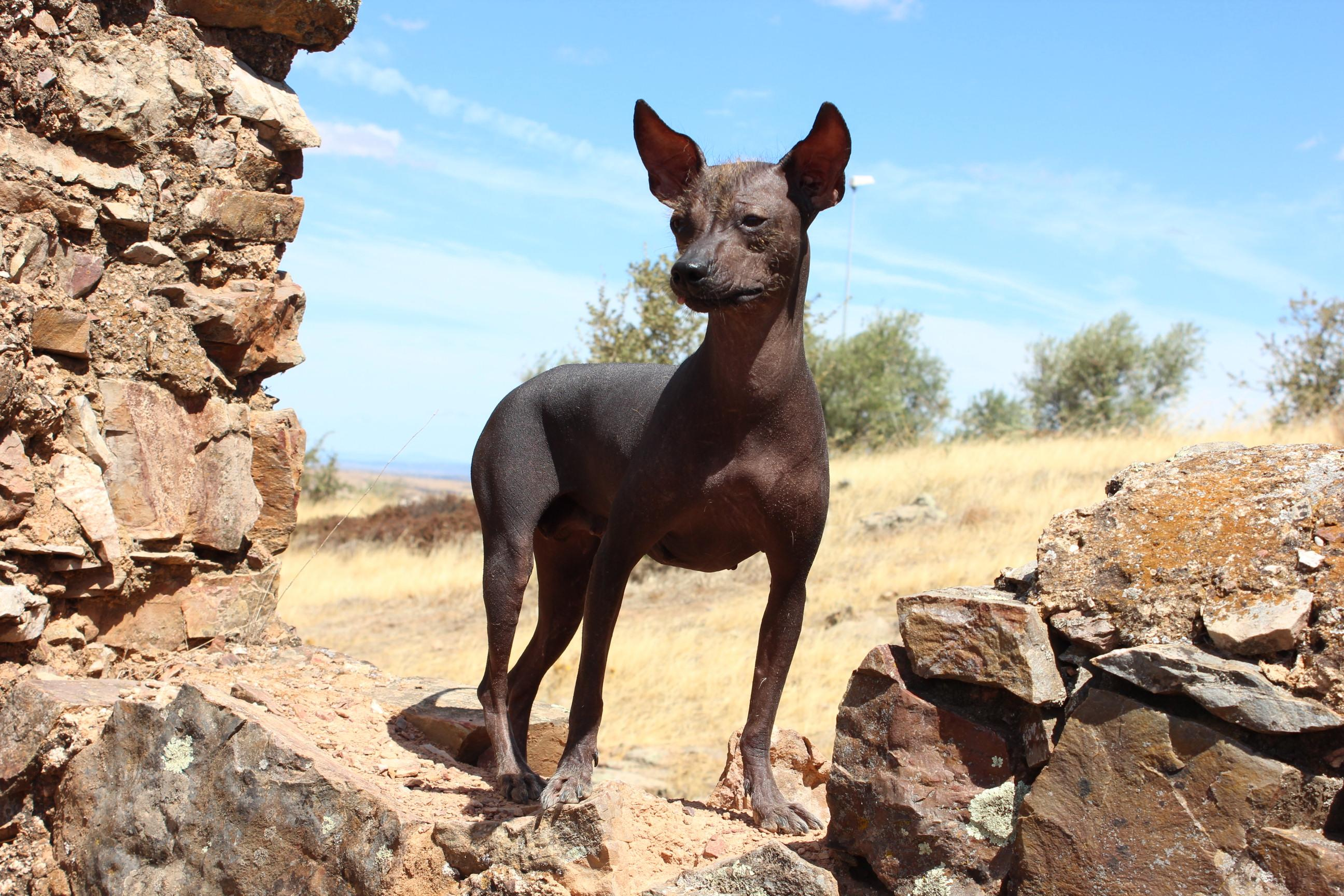 Cão Pelado Peruano