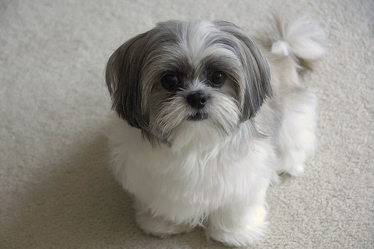 Shih tzu