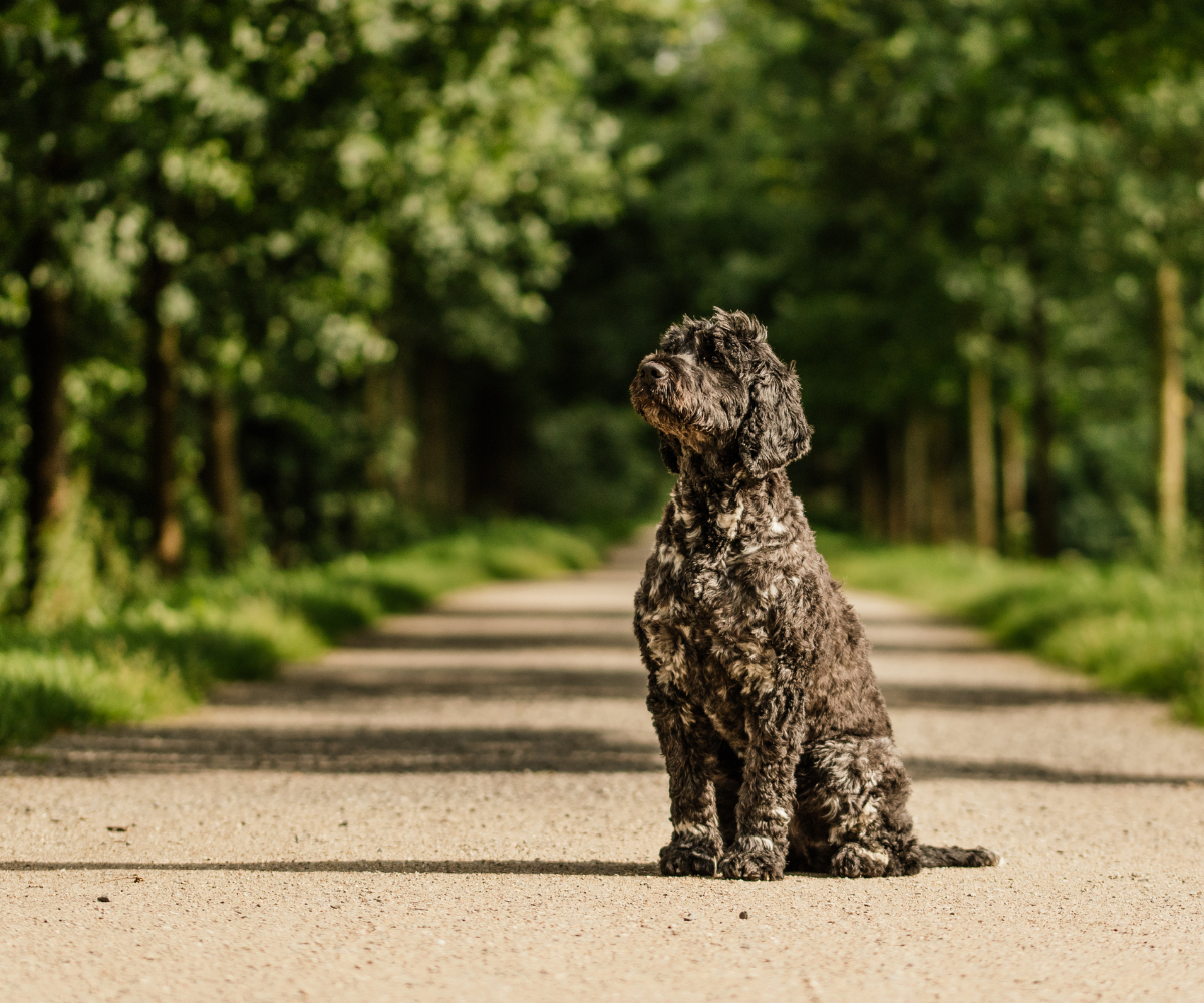 Cão d’água português