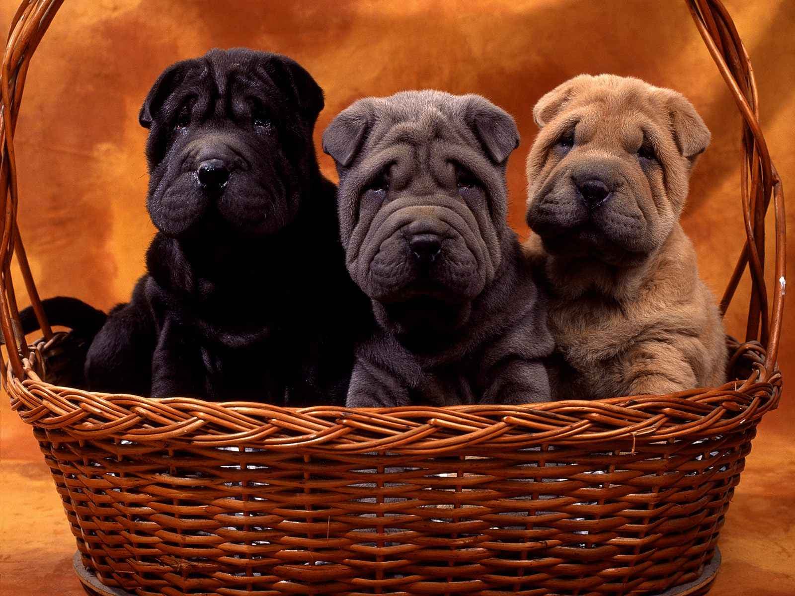 Shar pei