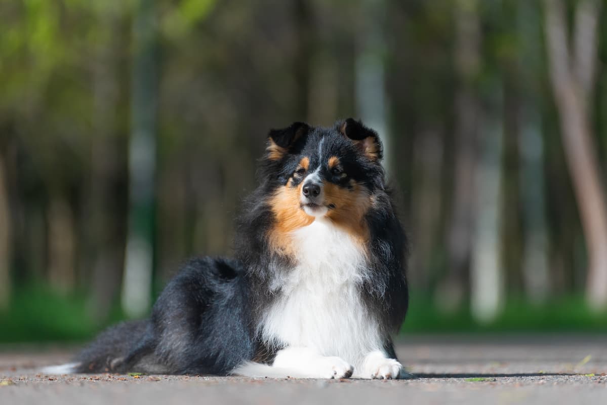 Shetland shepherd