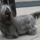 Skye terrier