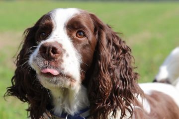 Springer Spaniel inglês