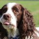 Springer Spaniel inglês