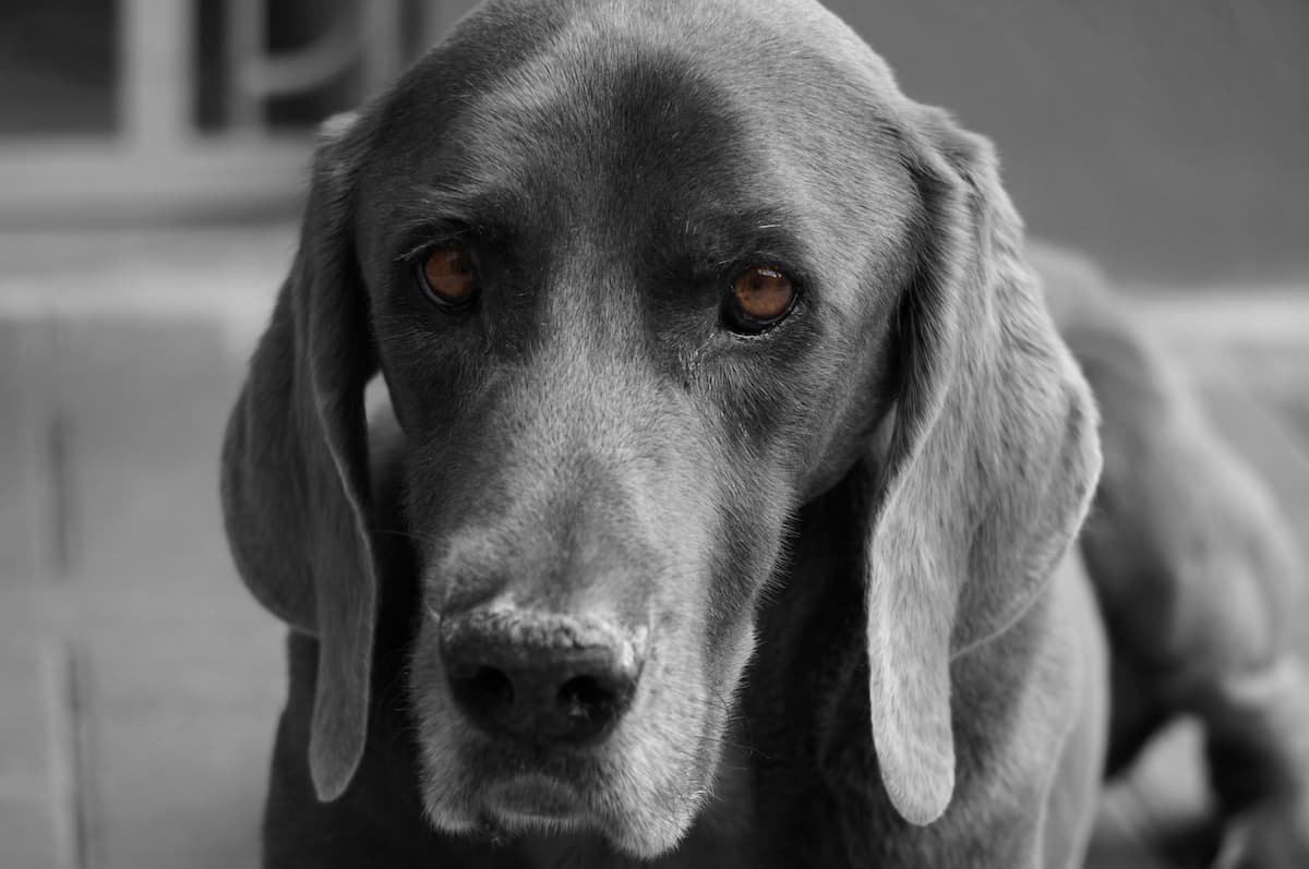 Weimaraner cinza