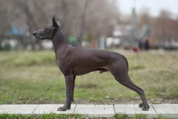 Xoloitzcuintle