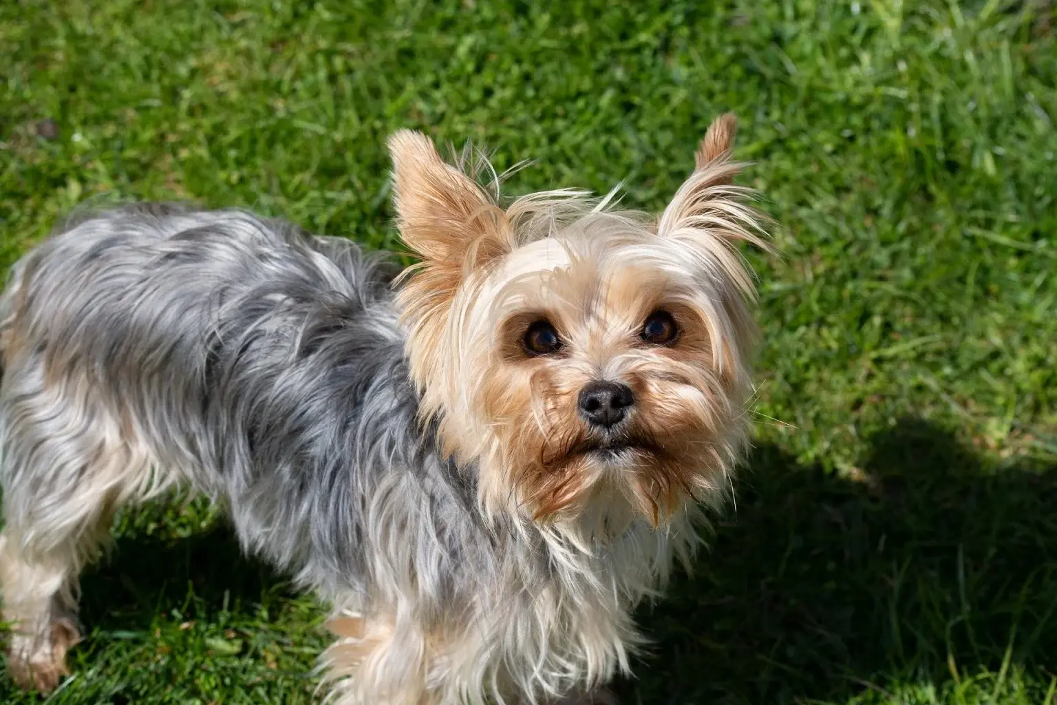 Yorkshire terrier