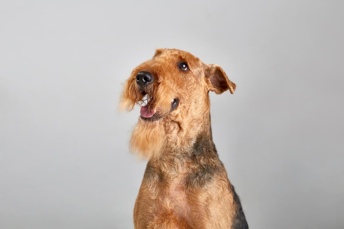 airedale terrier feliz