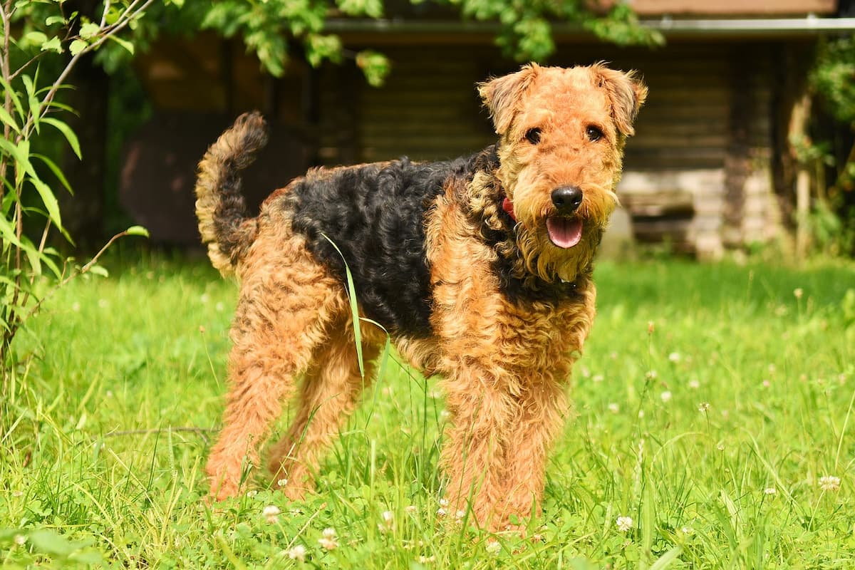 airedale terrier na grama