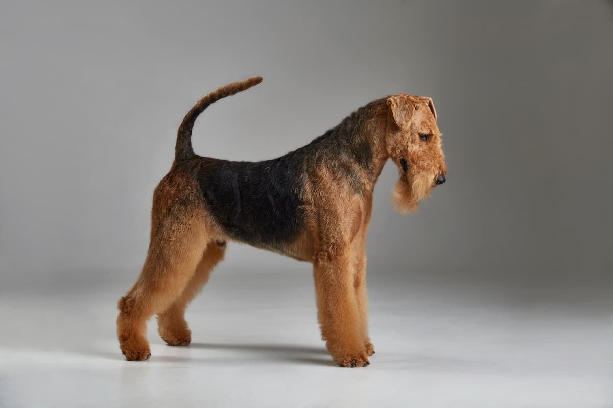 airedale terrier