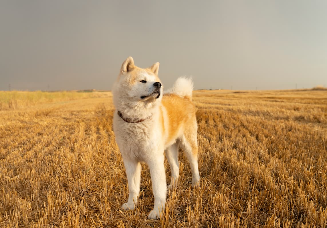 akita inu de corpo inteiro