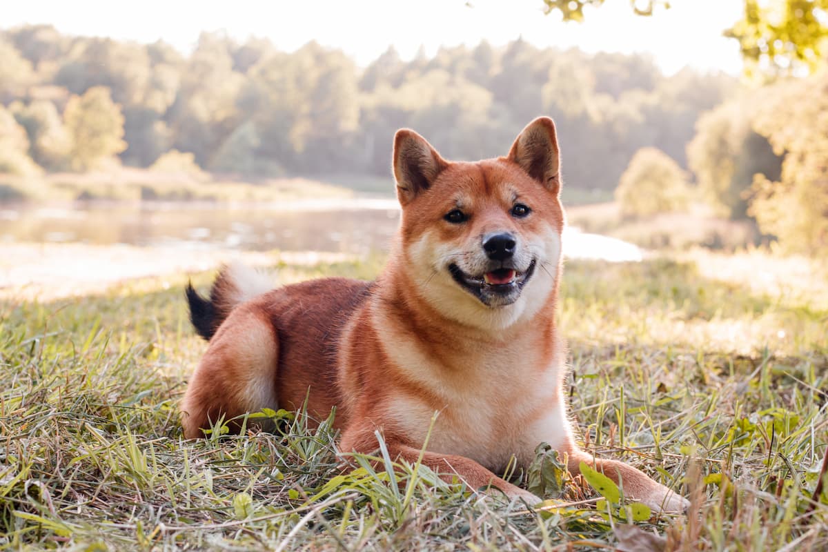 akita inu deitado