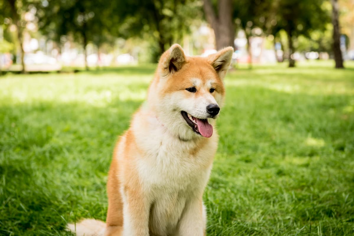 akita no parque