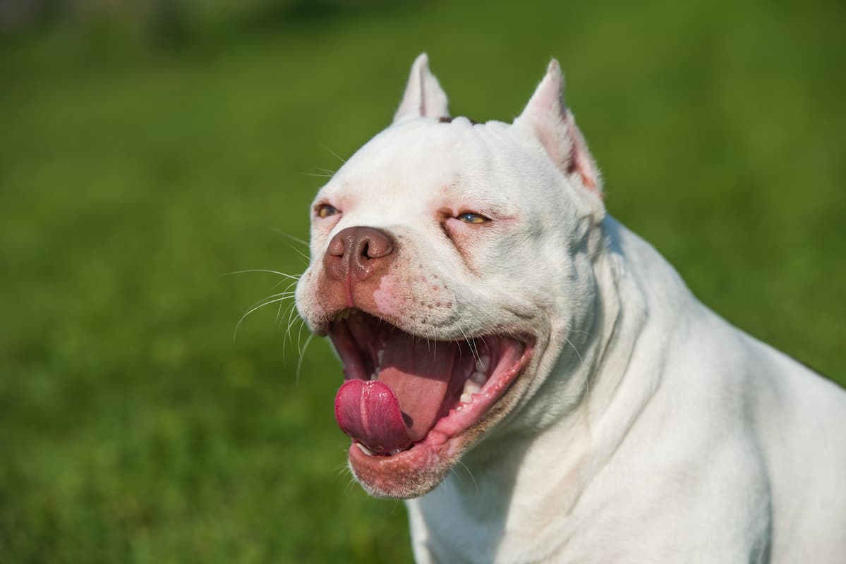 american bully branco na grama