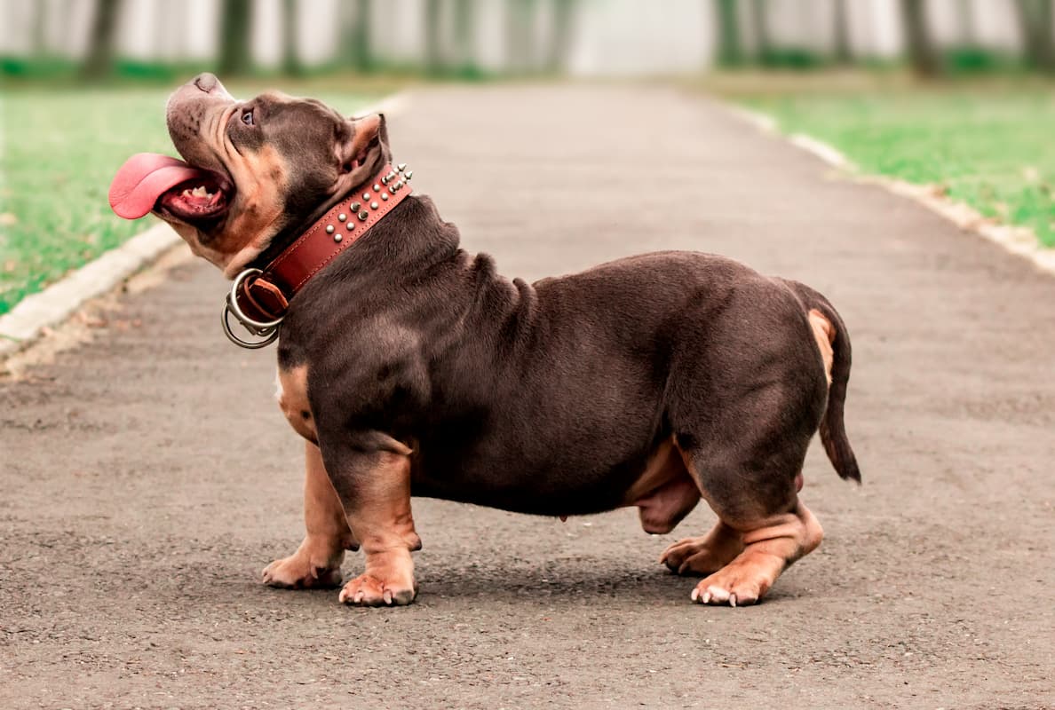 american bully de corpo inteiro