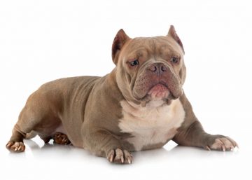 american bully marrom