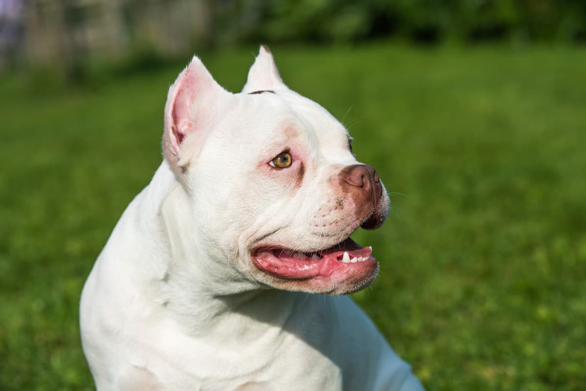 american bully na grama