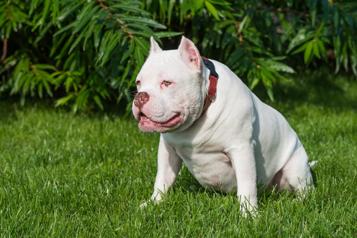 american bully na grama