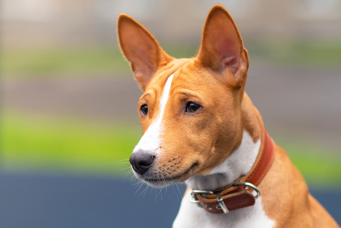 basenji filhote de coleira