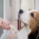beagle dando a pata