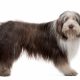 bearded collie