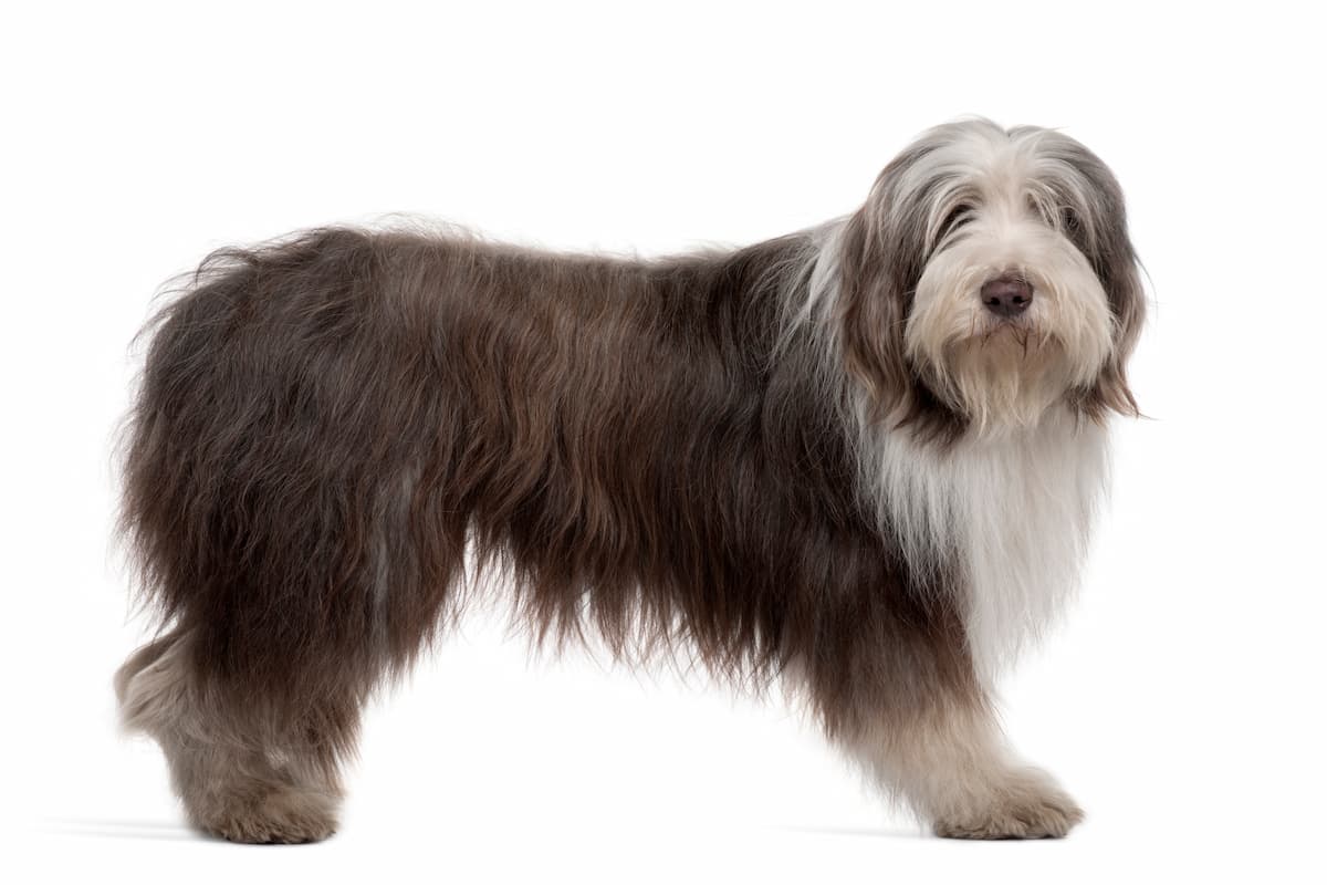 bearded collie