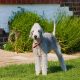 bedlington terrier