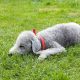 bedlington terrier deitado