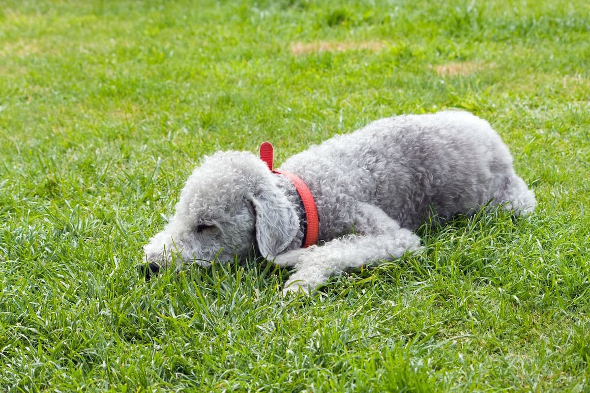 bedlington terrier deitado