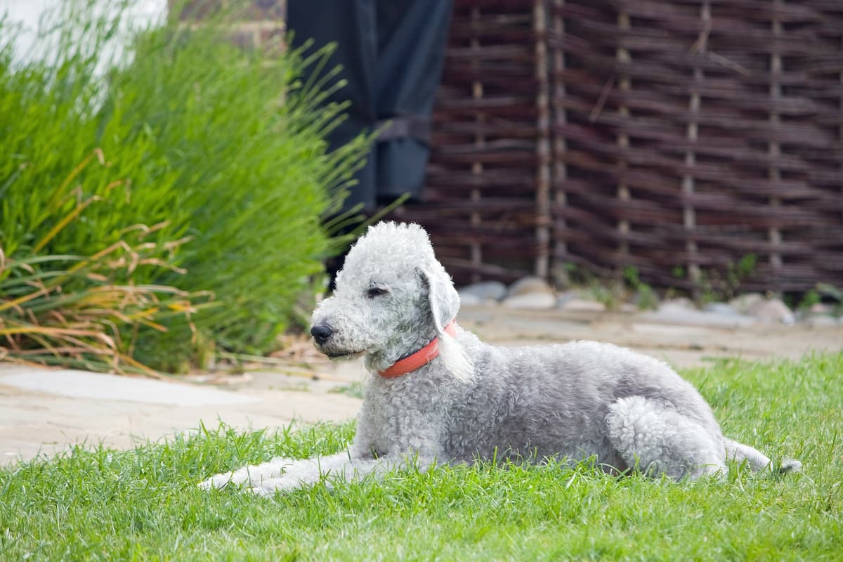bedlington terrier na grama