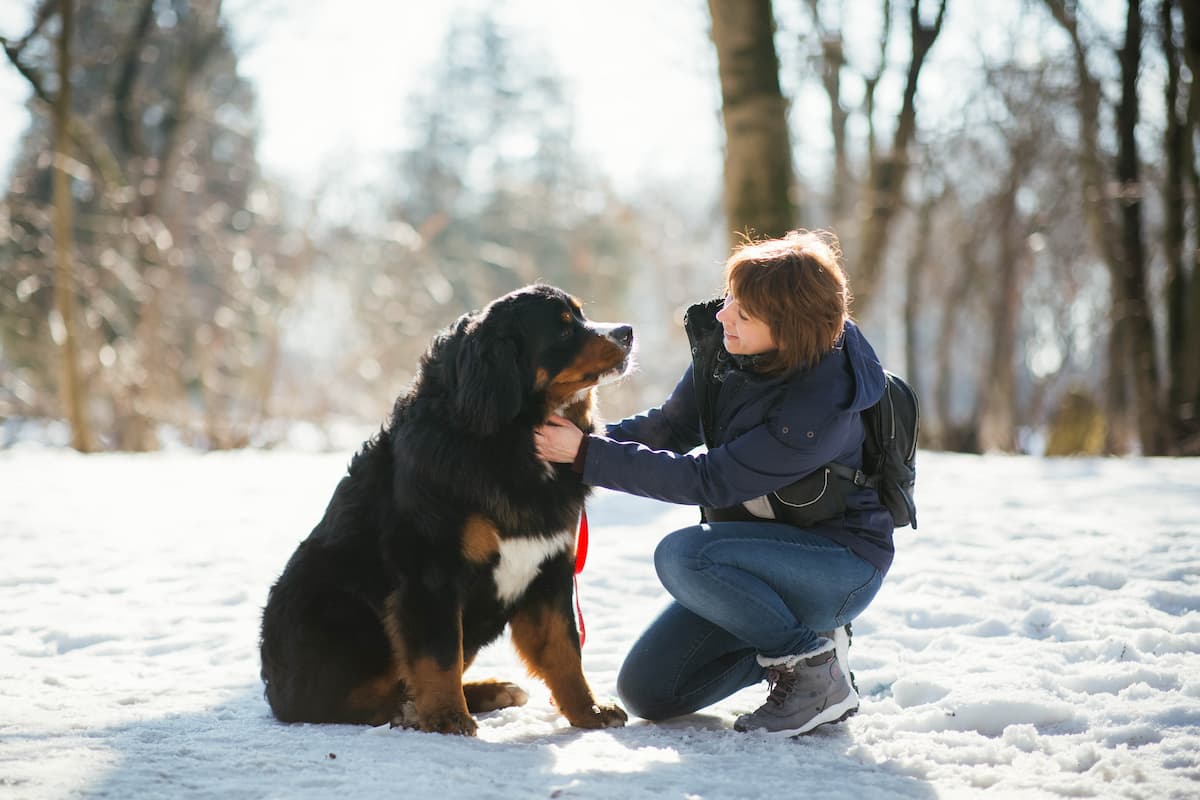 bernese na neve com tutora