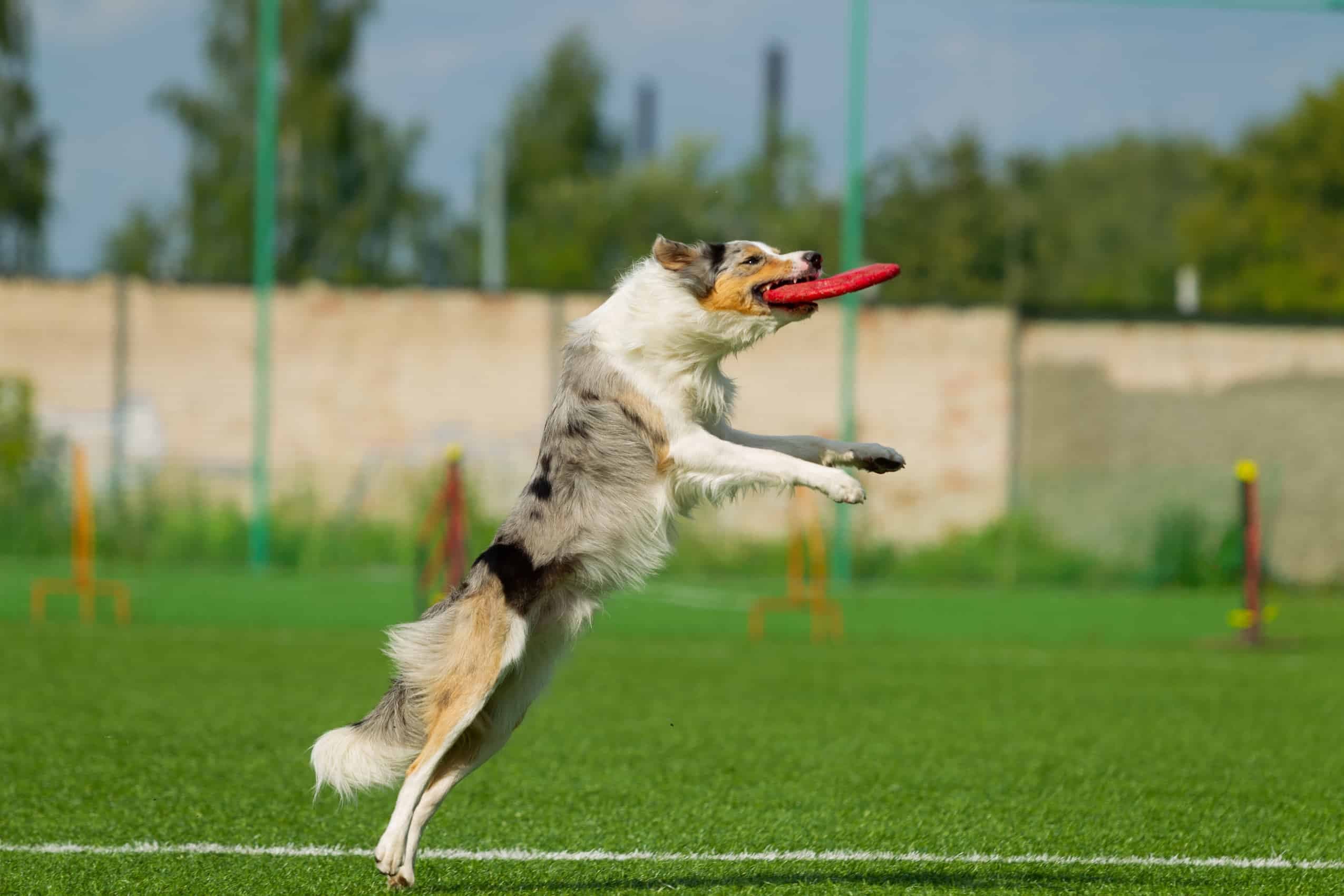 Border collie