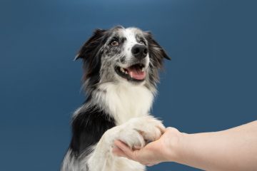 border collie dando a pata