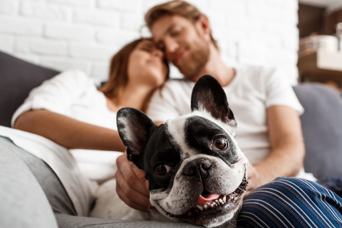 boston terrier no sofá com um casal