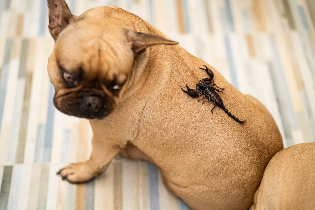 buldogue com escorpião nas costas