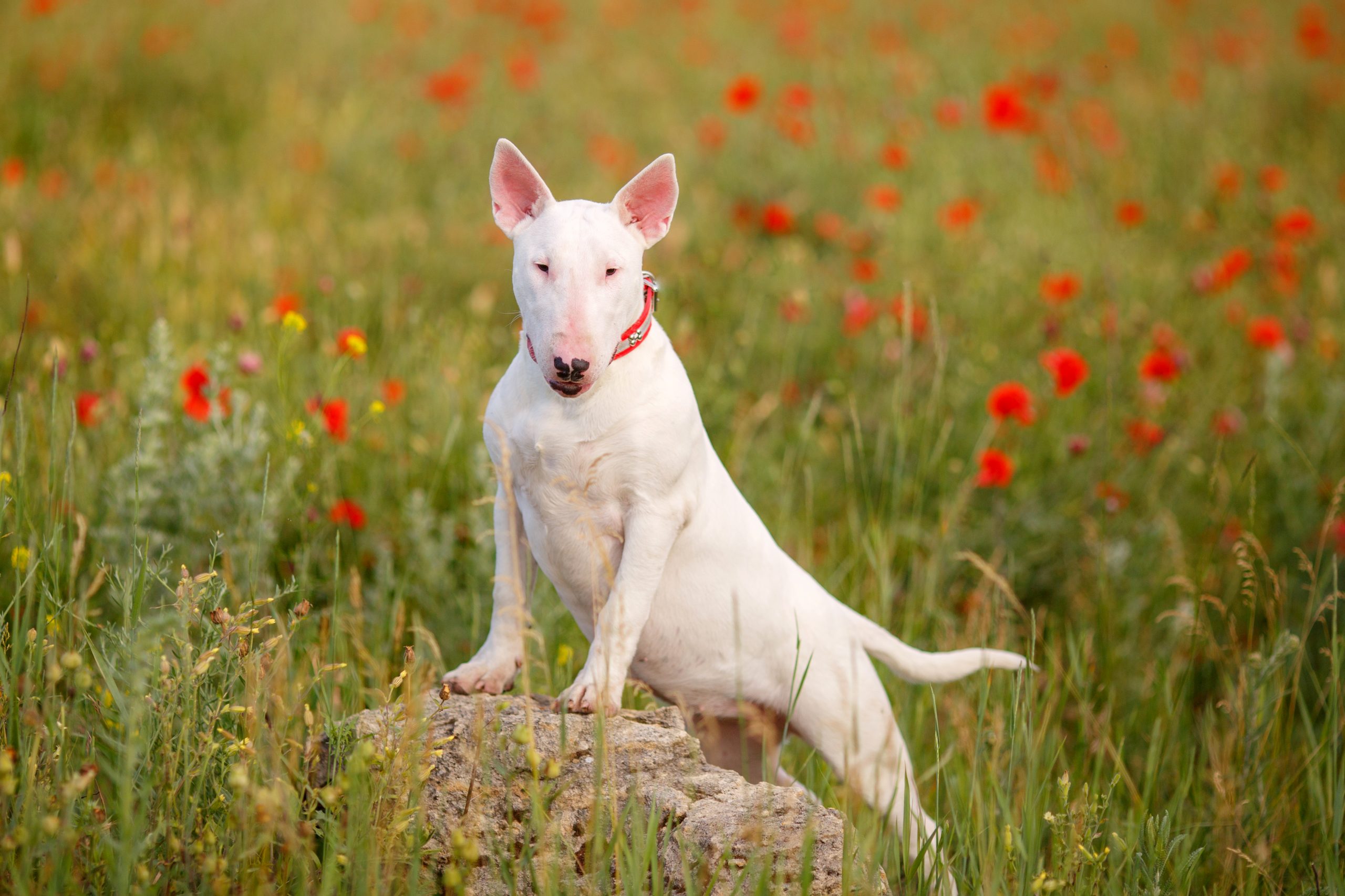 bull terrier na grama