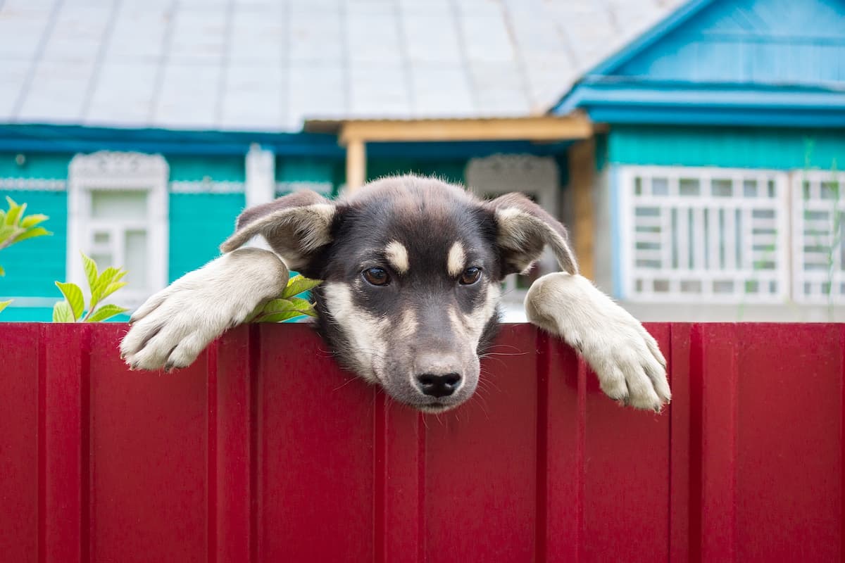 cachorro atras do portão