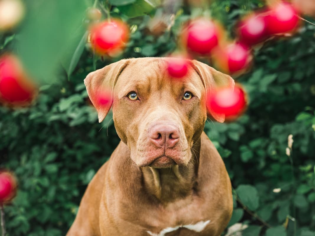 cachorro com cereja