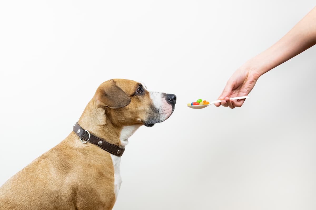 cachorro e remédios