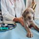 cachorro filhote no veterinário